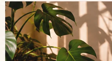 Plantas verdes iluminadas pela luz de uma janela