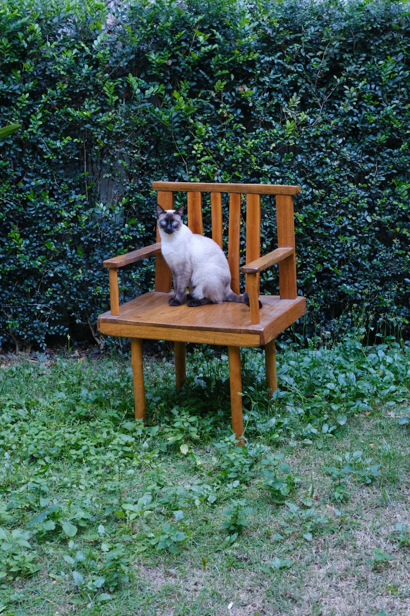 Gato siamês sentado em uma cadeira de madeira no jardim
